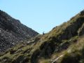 Capra ibex